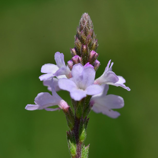 Vervain